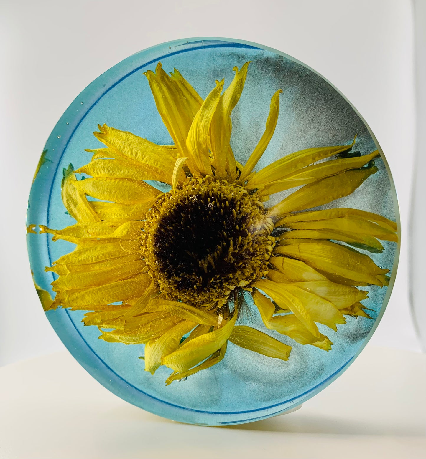 Yellow Gerbera Circle