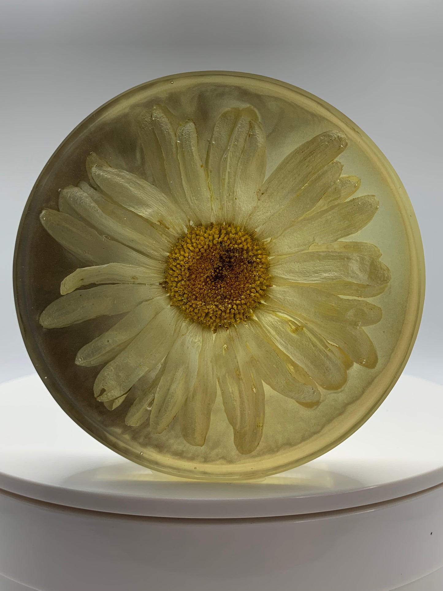 Daisy Circle 03