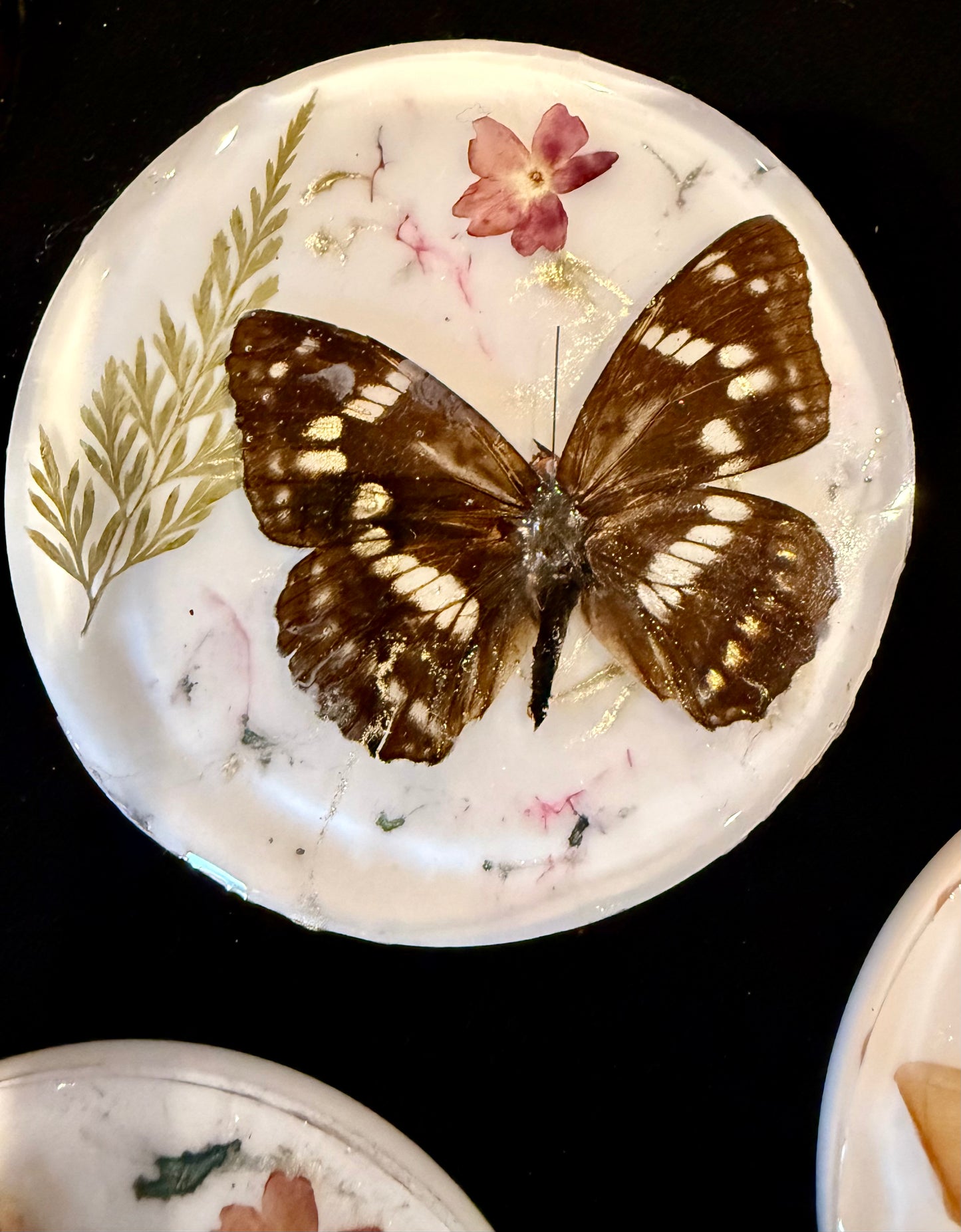 Round butterfly coasters (4 + case)