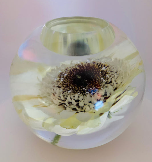 Black & White Gerbera 01