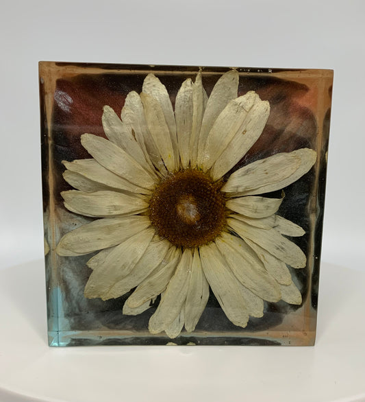 Large Daisy Small Square 01
